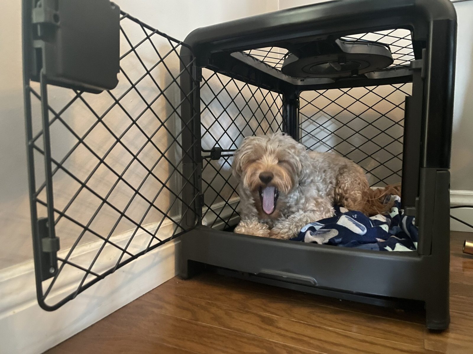 8 Best Dog Crates for Large Dogs With Separation Anxiety in 2026 - Pet ...