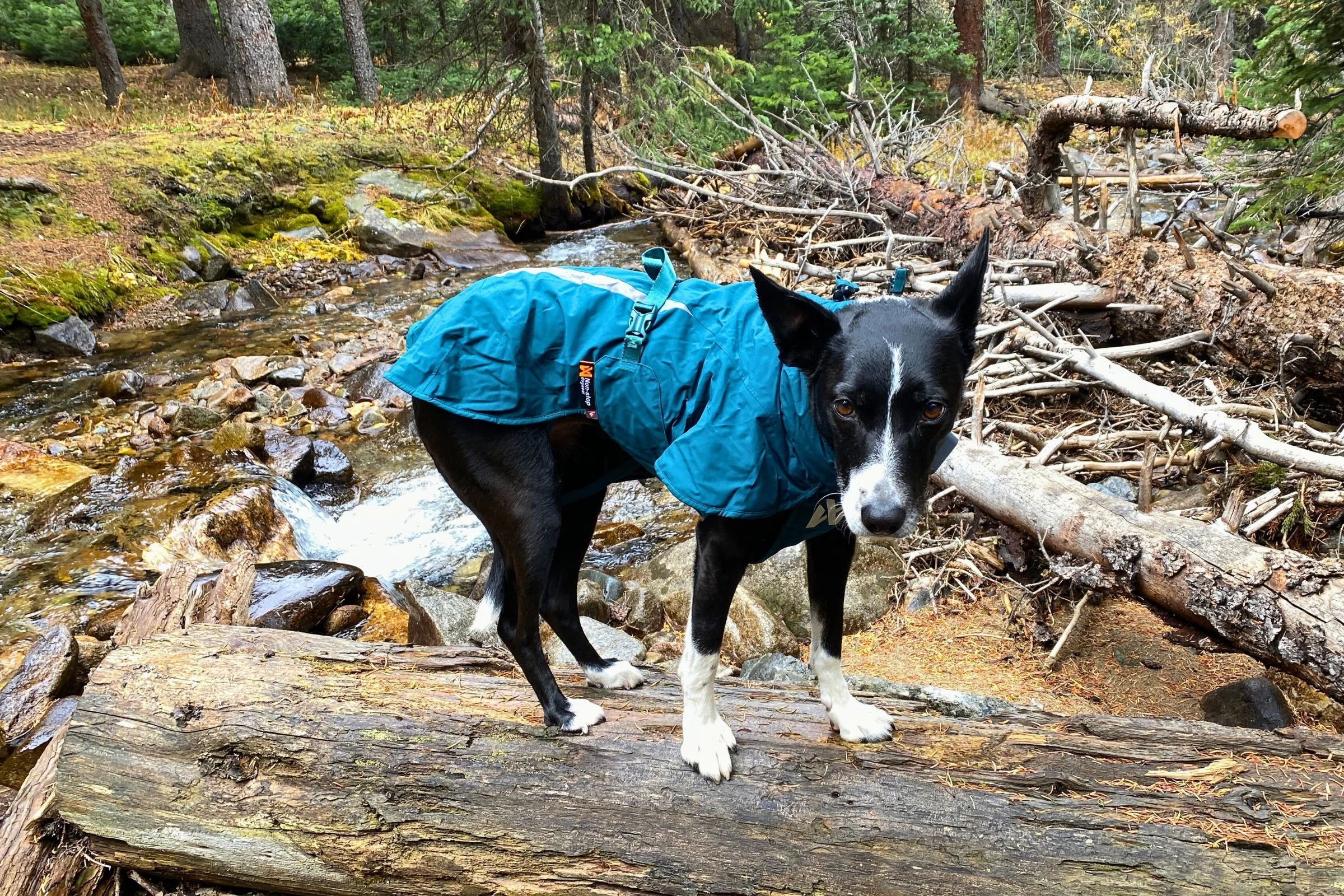 8 Best Dog Raincoats for Large Dogs in 2026